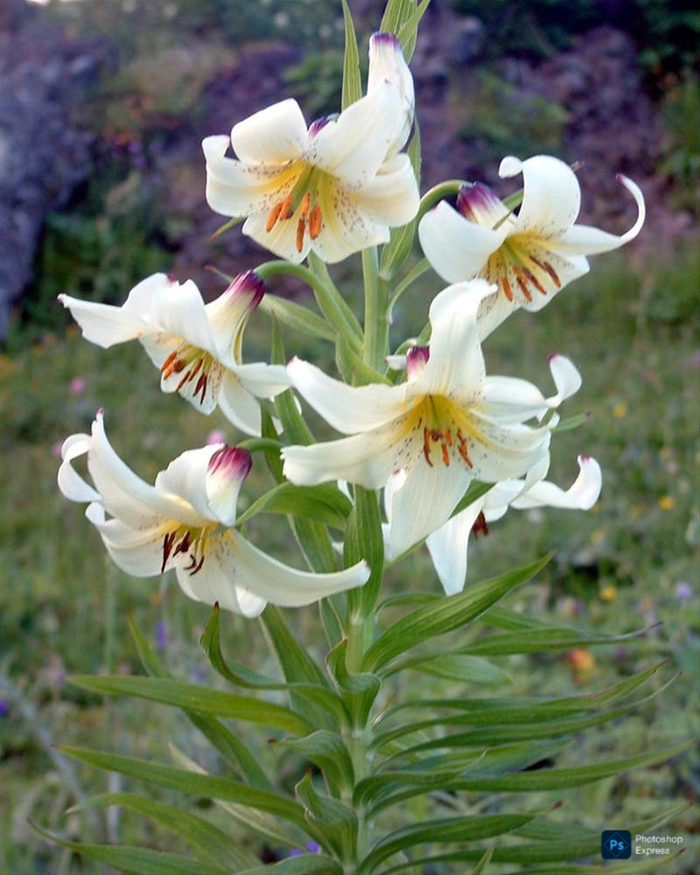 İçerik